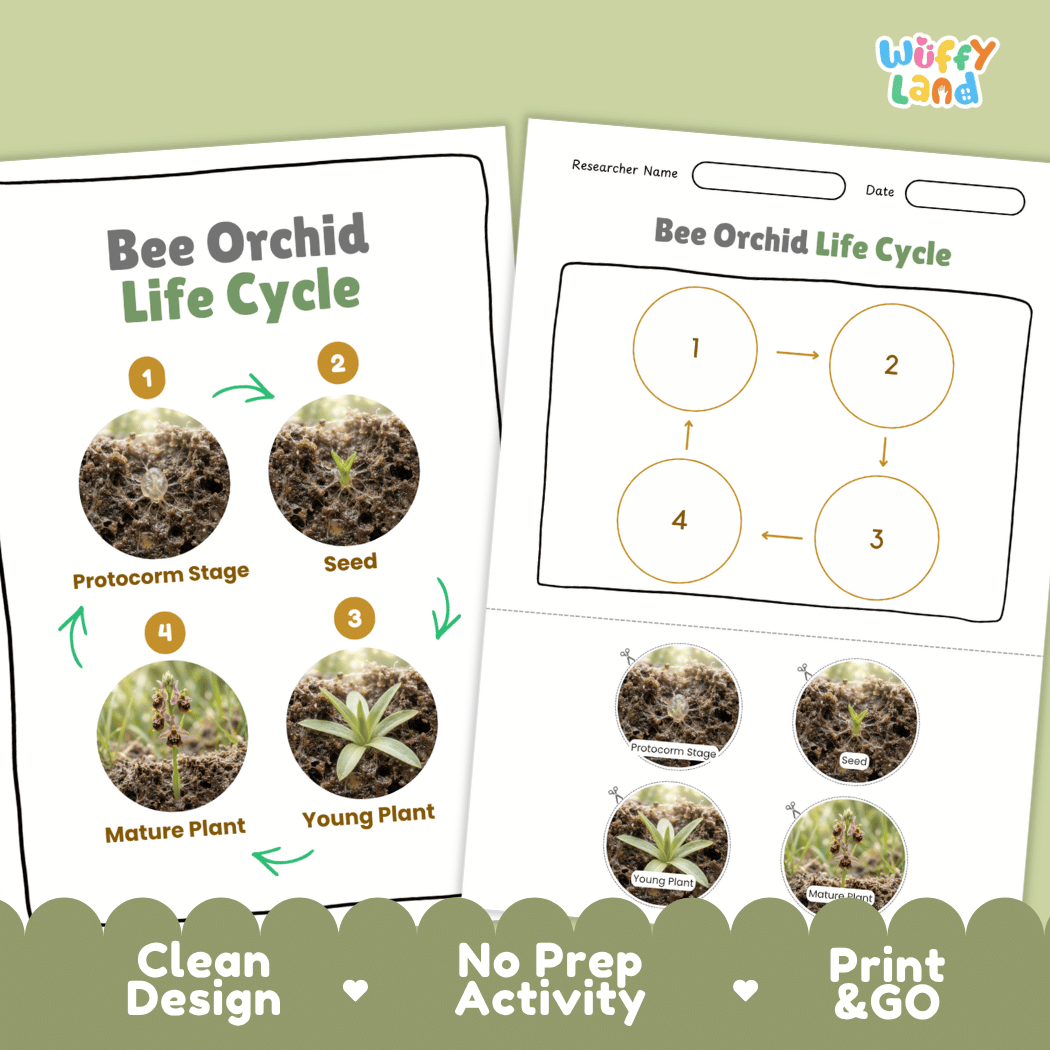 Bee Orchid Life Cycle Poster and Cut and Paste Activity Worksheet