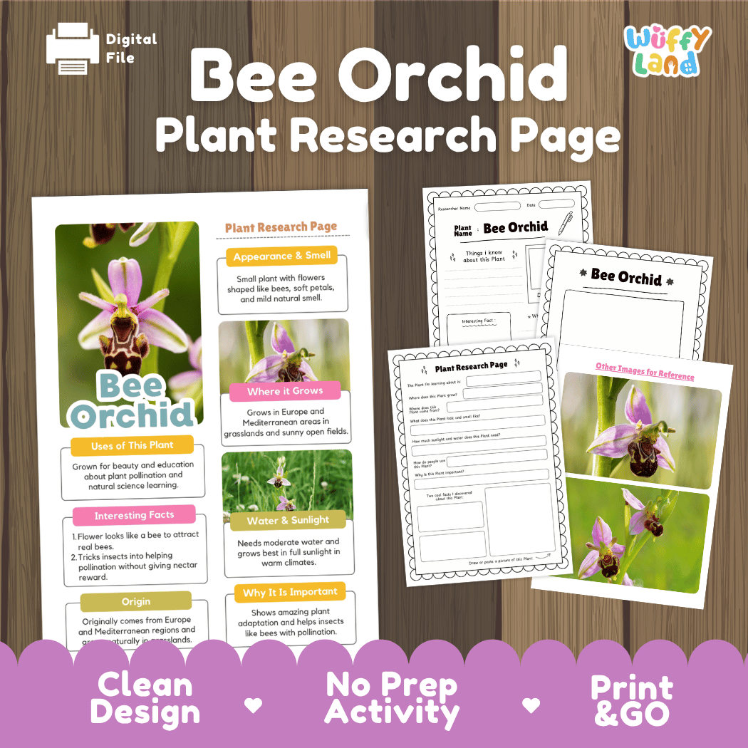 Student plant research page writing worksheets with real close up bee orchid bloom resembling a bumblebee and grassland habitat photos, lined note-taking prompts, and drawing frames
