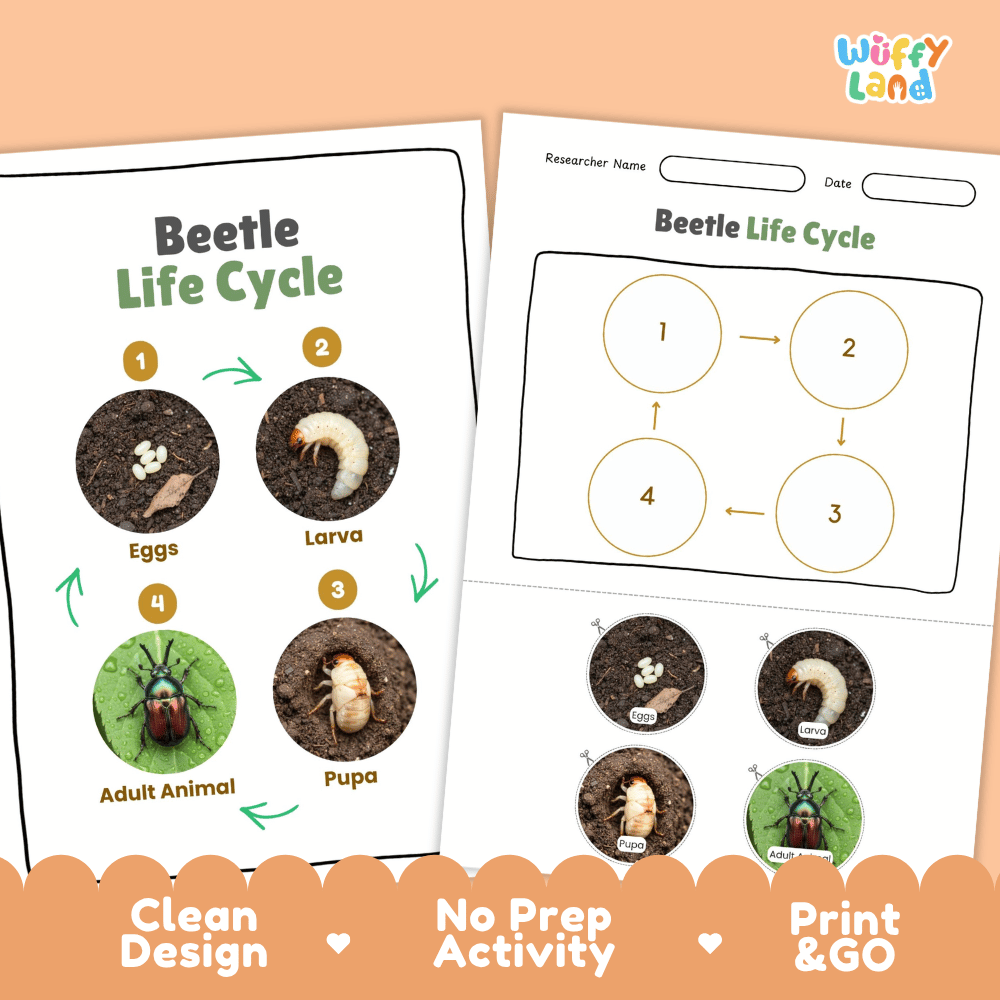 Beetle Lifecycle Poster and Cut and Paste Activity Worksheets | Animal Science Printables