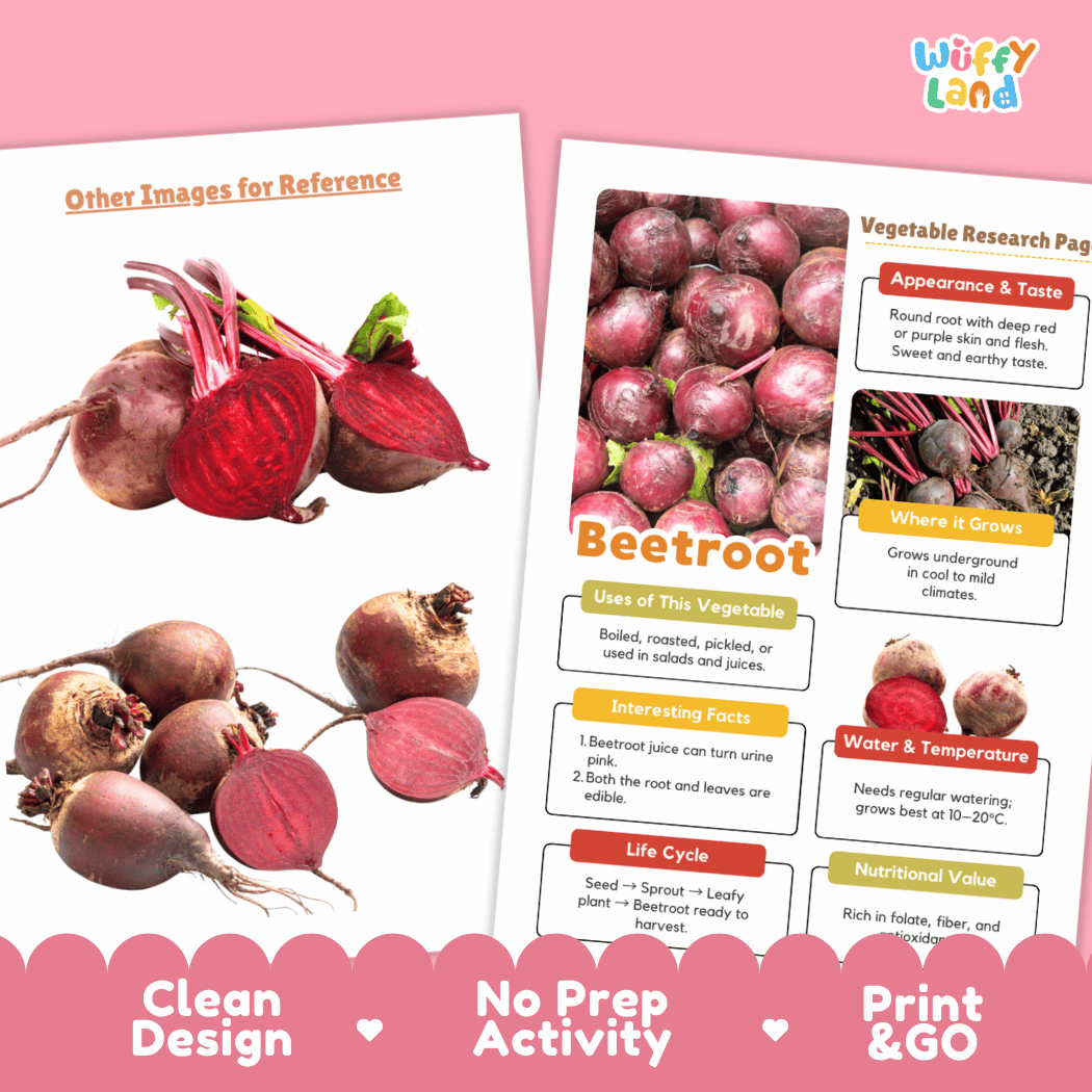 Beetroot Vegetable Research Page Worksheets