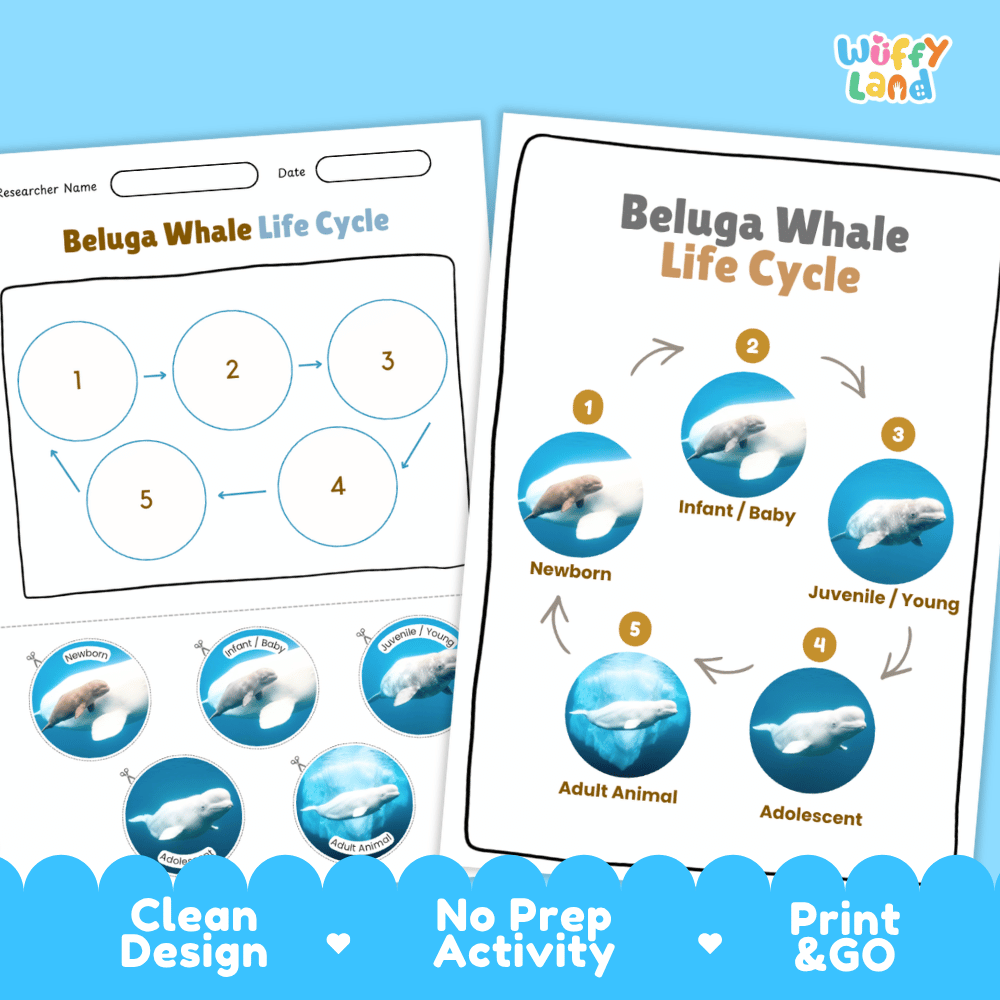 Beluga Whale Life Cycle Poster and Cut and Paste Worksheet Activity