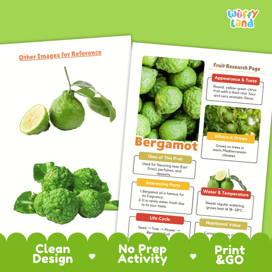 Bergamot Fruit Research Project | Citrus Fruit Science | Senses & Smell Activity