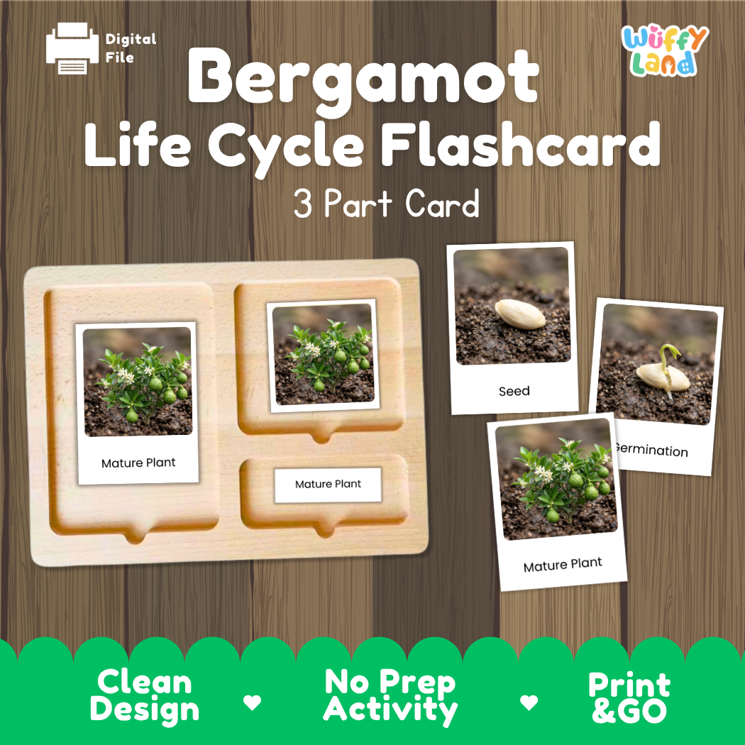 Montessori three-part cards featuring real photographs of bergamot citrus growth stages including mature plant, young plant, and germination 🗂️🏷️