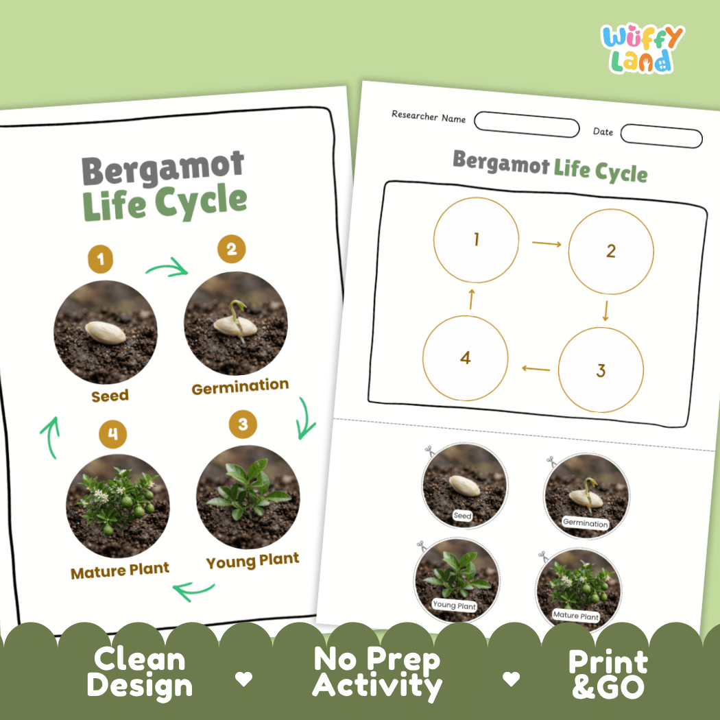 Bergamot Life Cycle Poster and Cut and Paste Worksheet Activity