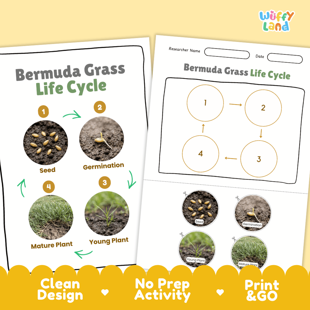 Bermuda Grass Life Cycle Poster and Cut and Paste Worksheet Activity