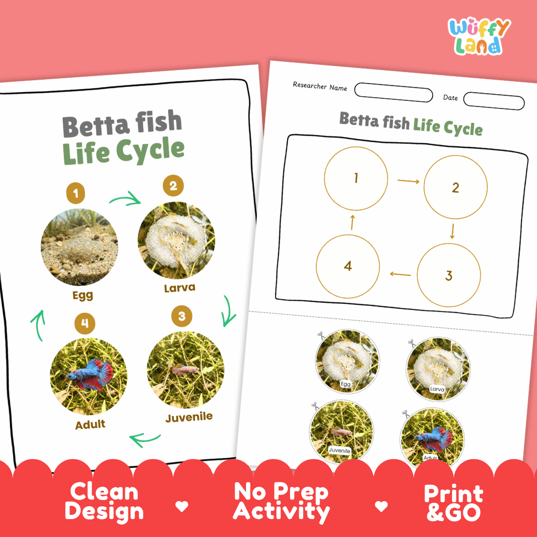 Betta Fish Life Cycle Poster and Cut and Paste Activity Worksheet