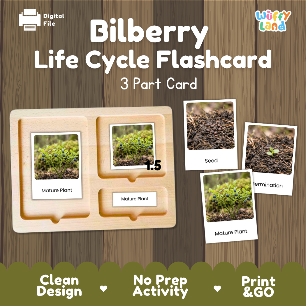 Montessori three-part cards featuring real photographs of bilberry shrub growth stages including mature plant, young plant, and germination 🗂️🏷️