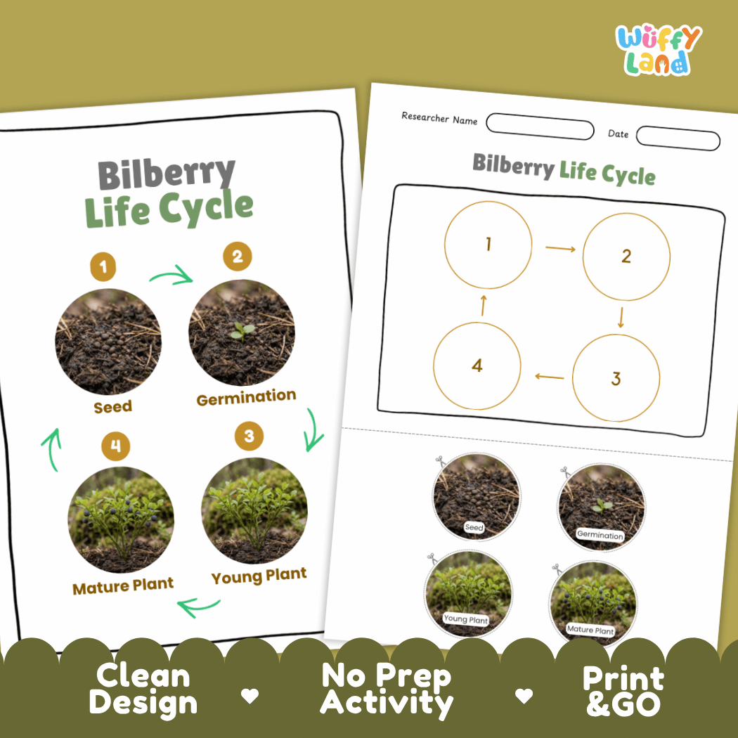 Bilberry Life Cycle Poster and Cut and Paste Worksheet Activity