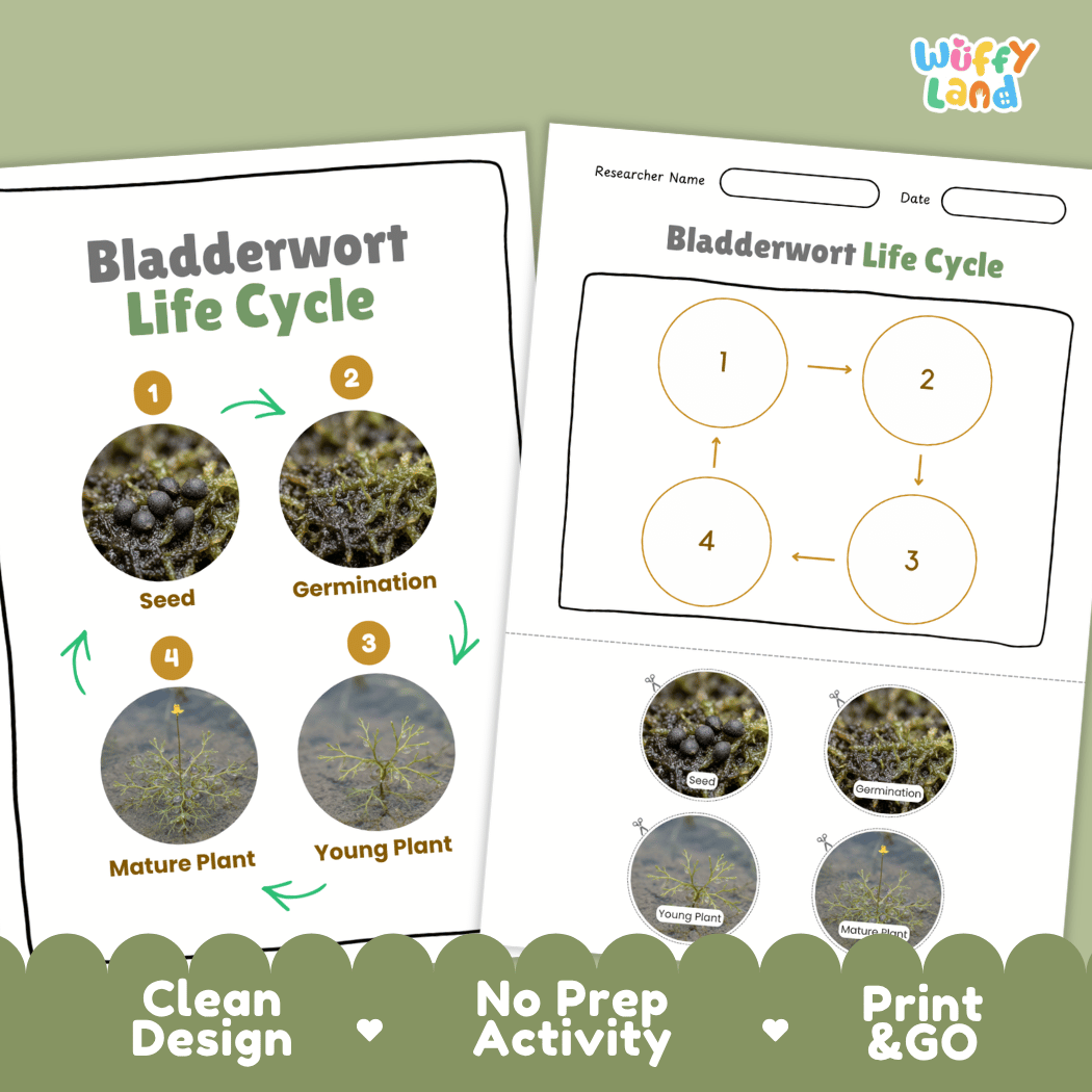 Bladderwort Life Cycle Poster and Cut and Paste Activity Worksheets