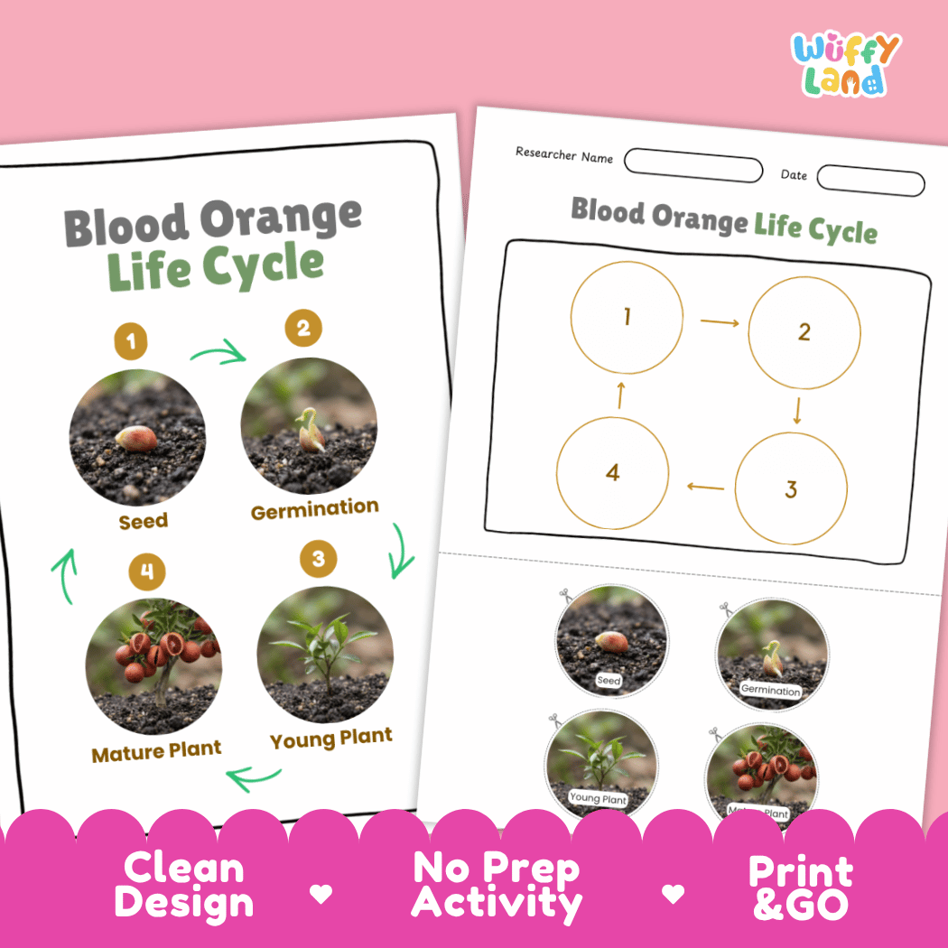 Blood Orange Life Cycle Poster and Cut and Paste Worksheet Activity