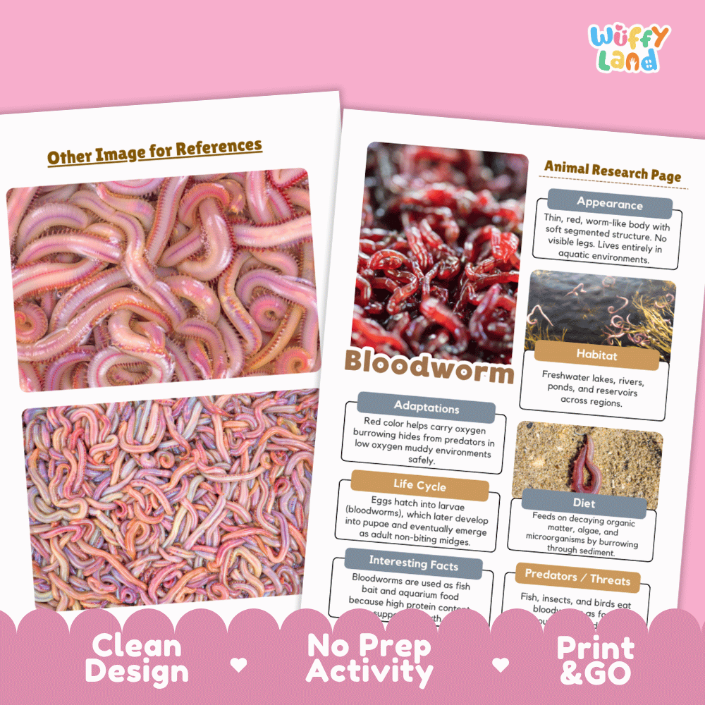 Bloodworm Animal Research Page and Worksheets