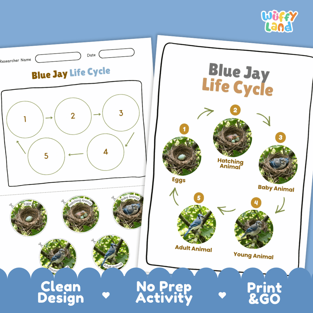 Blue Jay Life Cycle Poster and Cut and Paste Worksheet Activity