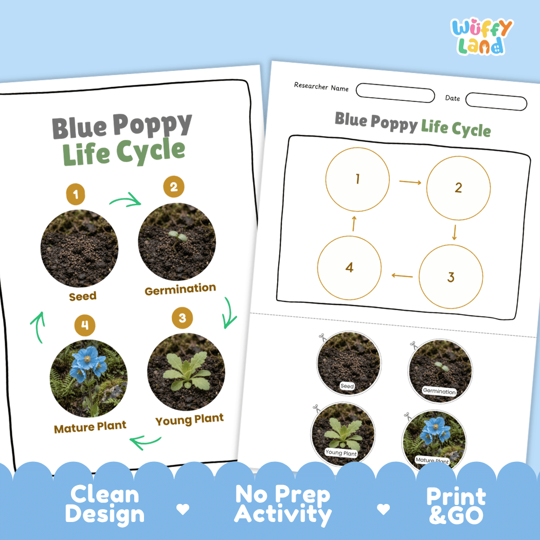 Blue Poppy Life Cycle Poster and Cut and Paste Activity Worksheet