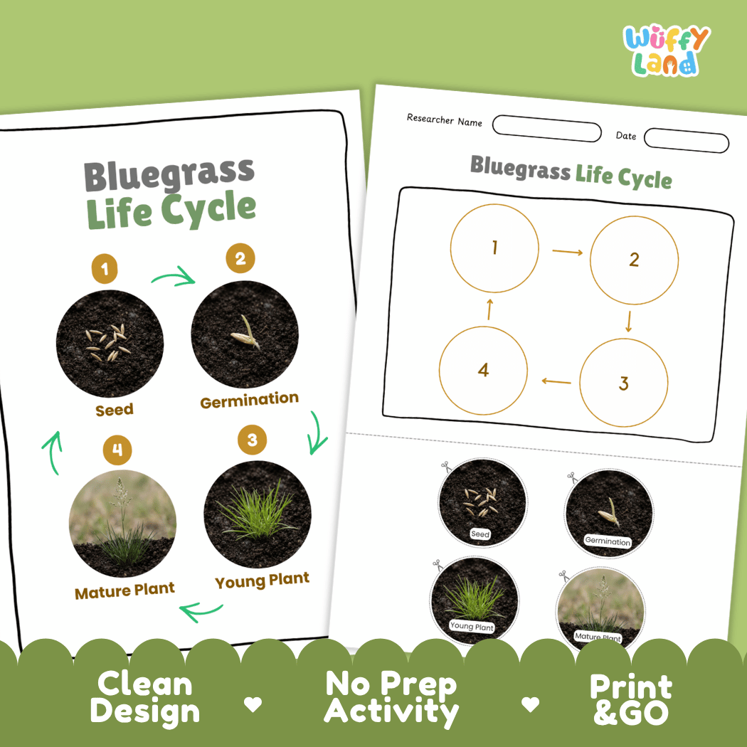 Bluegrass Life Cycle Poster and Cut and Paste Worksheet Activity