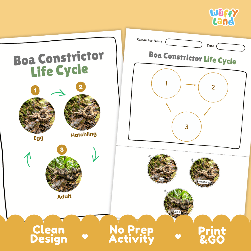 Boa Constrictor Life Cycle Poster and Cut and Paste Activity Worksheet