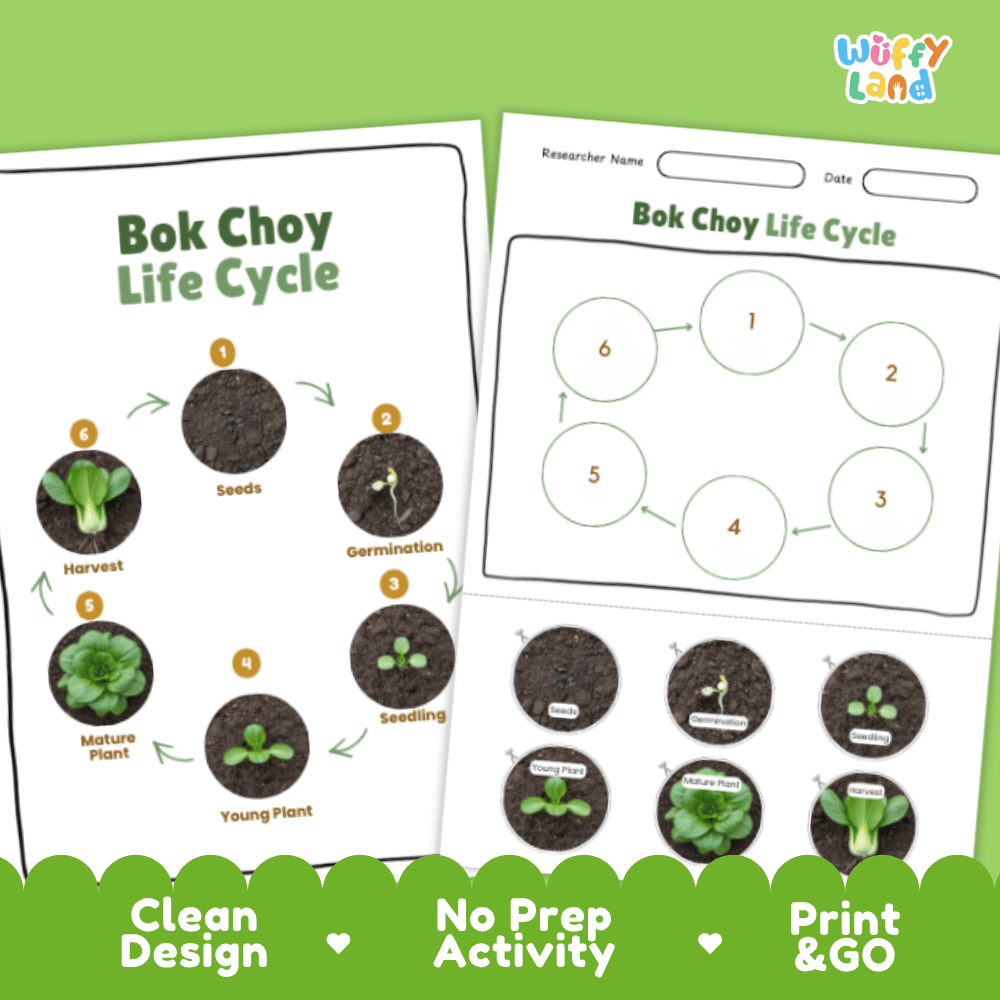 Bok Choy Lifecycle Poster and Cut and Paste Activity Worksheets | Plant Science Printables