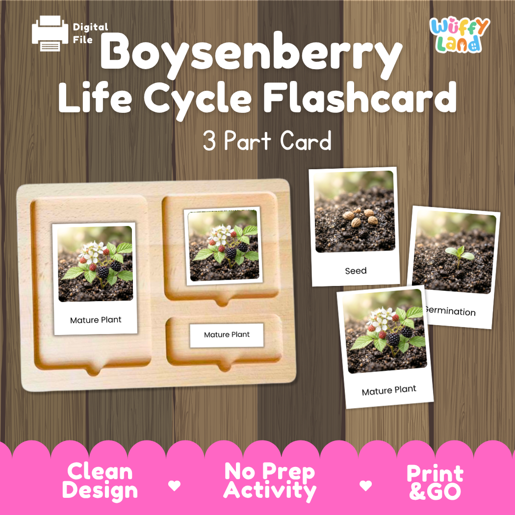 Boysenberry Life Cycle Flashcard set by Wiffy Land, featuring a wooden 3-part card tray with sample photos of seed, germination, and mature plant stages, displayed on a wood-grain background with a pink banner at the bottom.