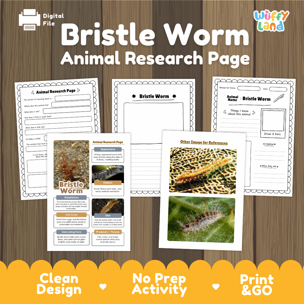 Clean design no prep print and go bristle worm marine animal life cycle study printable PDF pack for elementary science