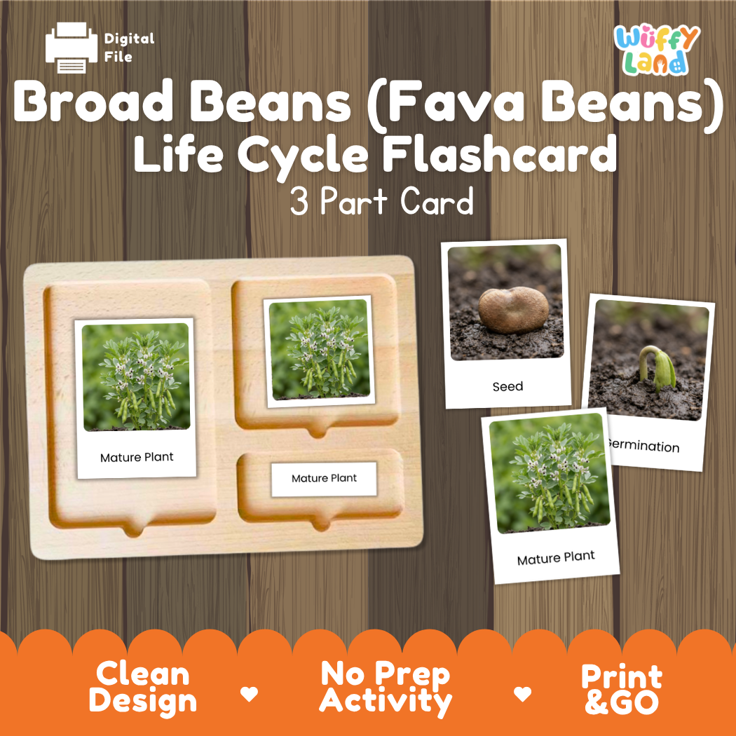 Montessori three-part cards featuring real photographs of broad bean growth stages including mature plant, young plant, and germination 🗂️🏷️