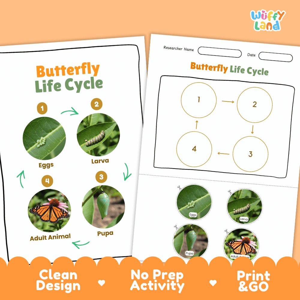 Butterfly Life Cycle Poster and Cut and Paste Activity Worksheets