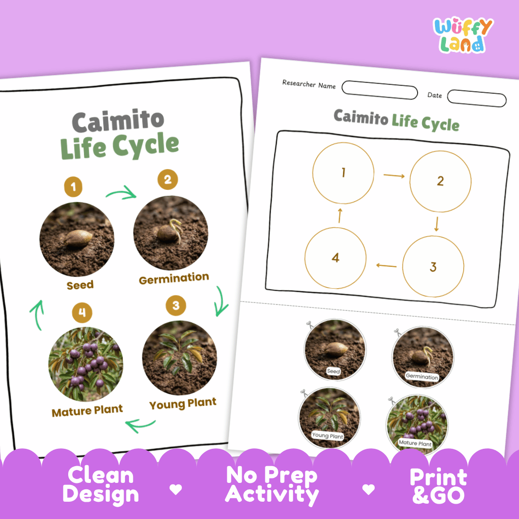 Print and go digital PDF plant science activity displaying clean design layout, researcher name line, and zero prep classroom format