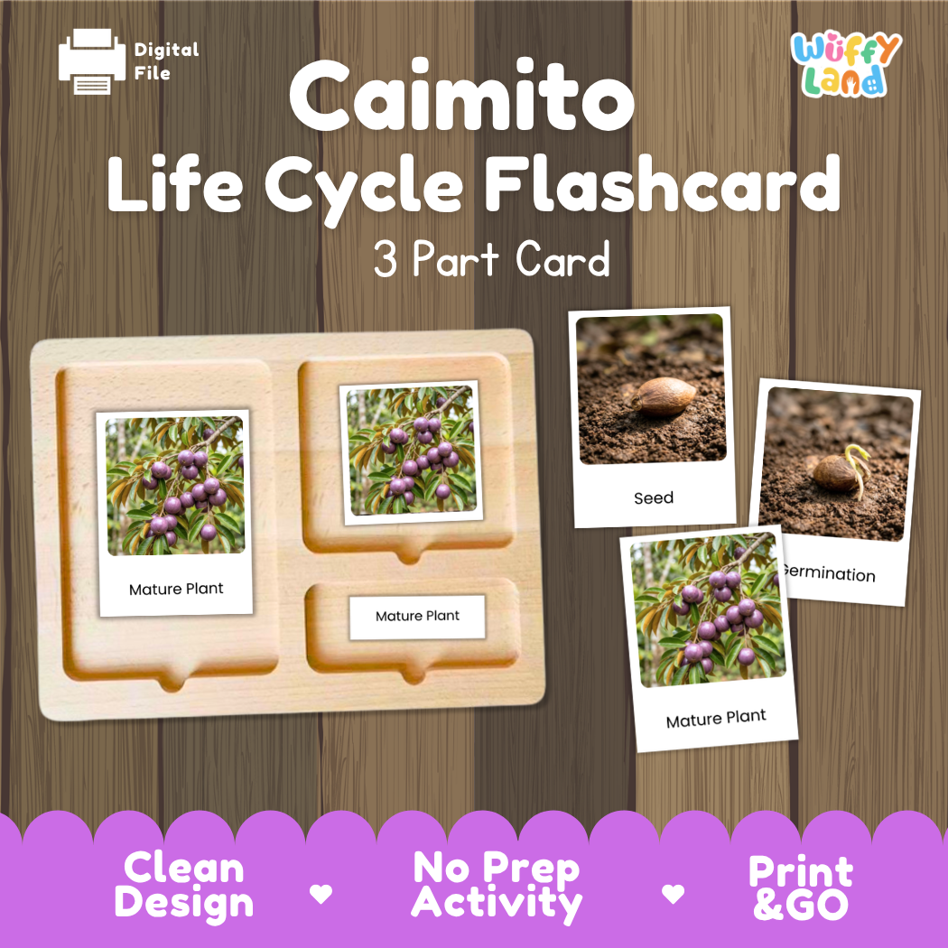 Montessori three-part cards featuring real photographs of caimito tree growth stages including mature plant, young plant, and germination 🗂️🏷️