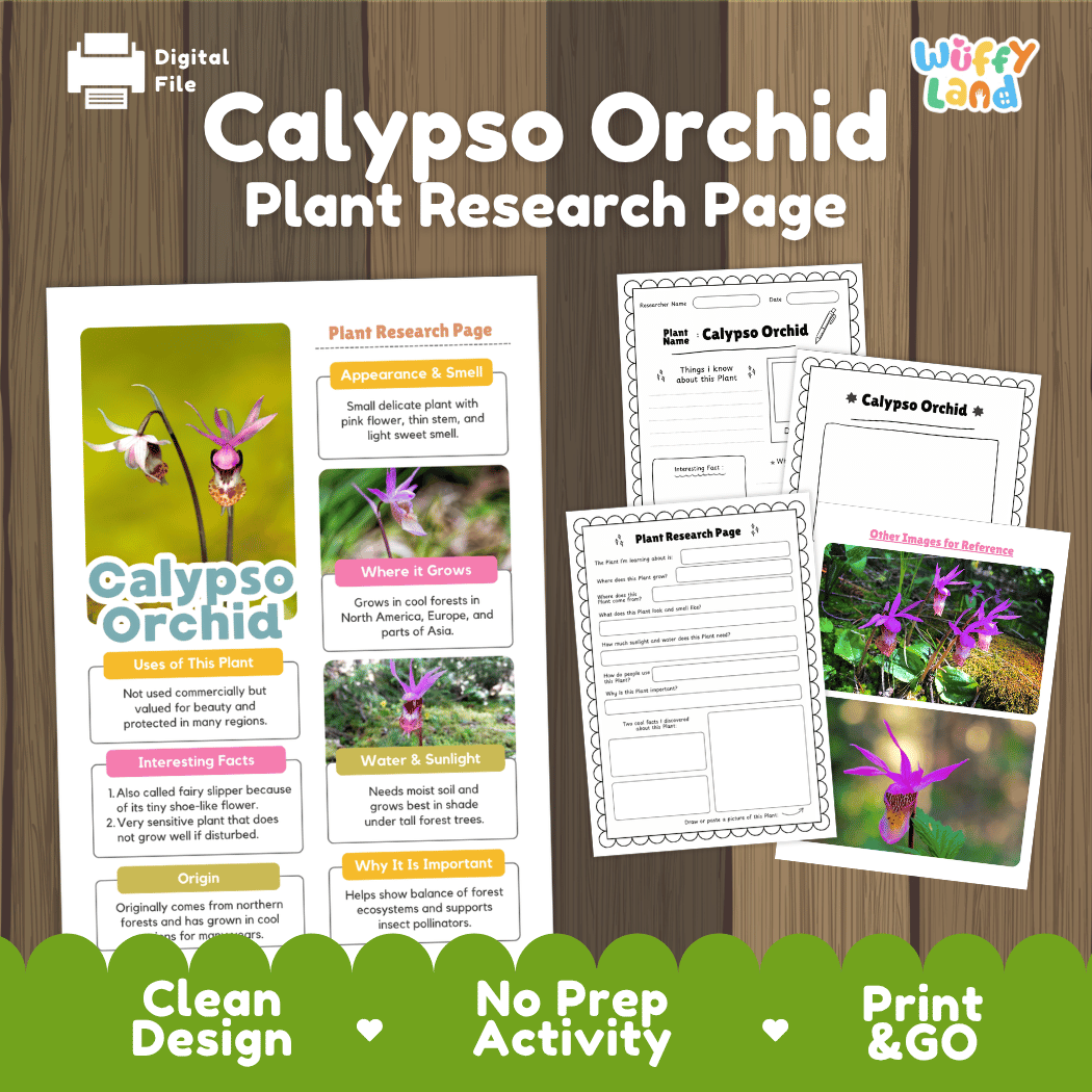 Student plant research page writing worksheets with real close up pink fairy slipper calypso orchid blossoms and mossy woodland forest photos, lined note-taking prompts, and drawing frames
