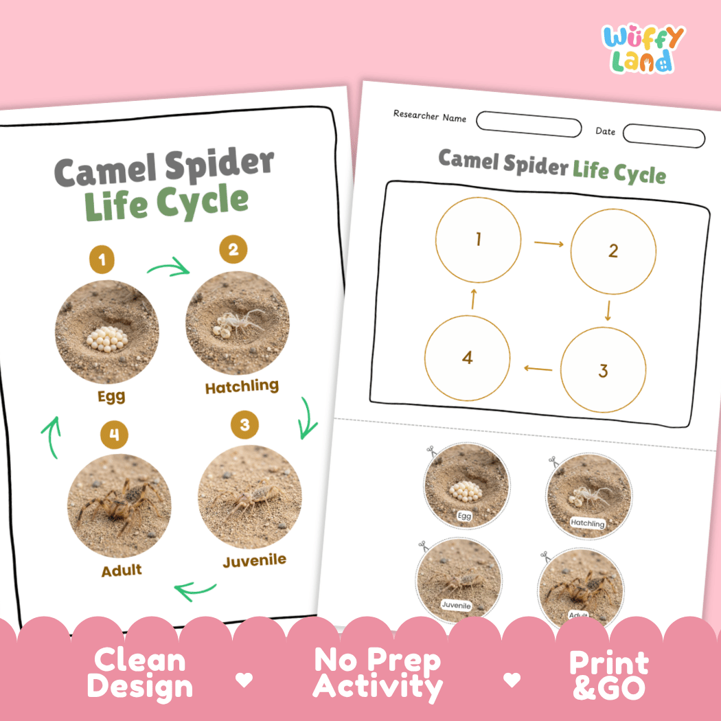 Camel Spider Life Cycle Poster and Cut and Paste Activity Worksheets