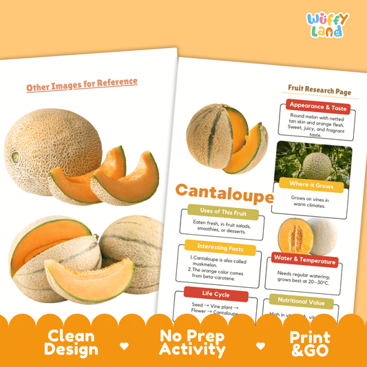 Cantaloupe Fruit Research Page Worksheet Activity | Science Healthy Eating