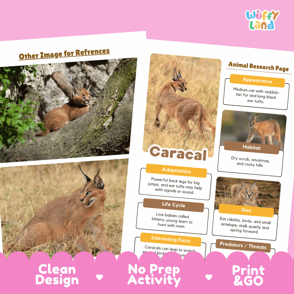 A product listing graphic for an educational activity sheet titled 'Animal Research Page' by the brand 'Wiffly Land'. The sheet features a pink border, a section labeled 'Other Image for References' with pictures of caracals, and a main 'Caracal' research page with labeled sections for Appearance, Habitat, Adaptations, Life Cycle, Diet, and Predators/Threats, each accompanied by a photo of a caracal.