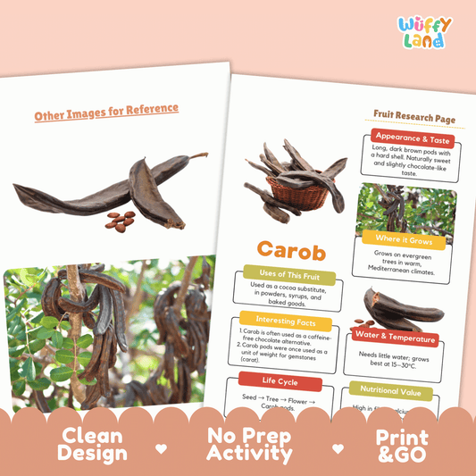 Carob Fruit Research Page Worksheet Activity | Science Healthy Eating