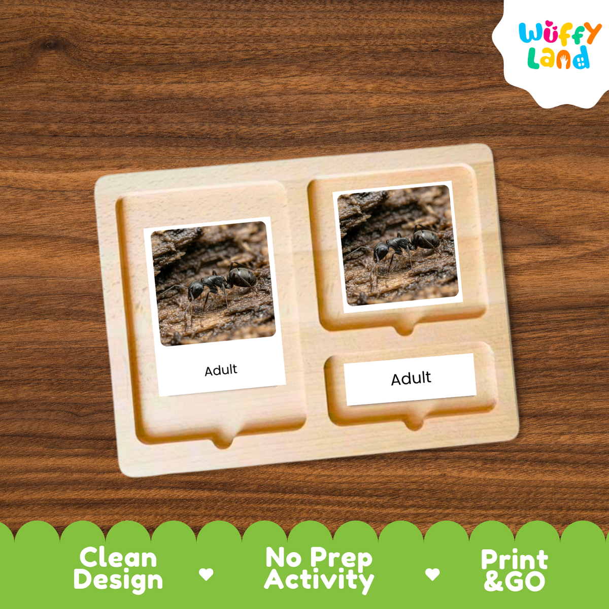 Carpenter Ant Life Cycle Flashcard 3 Part Cards Science Activity Printable