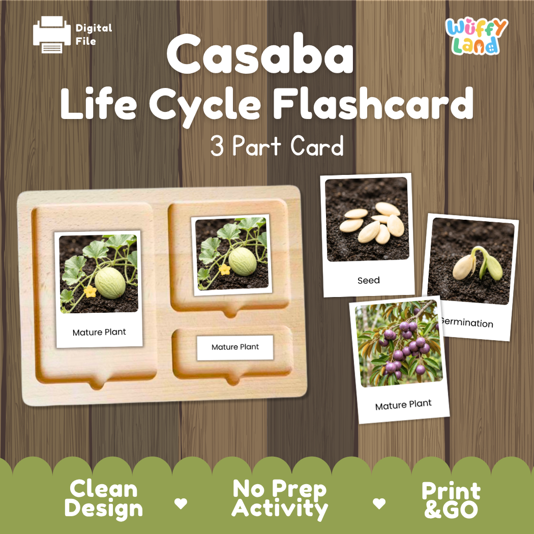 Casaba Life Cycle Flashcard set by Wiffy Land, featuring a 3-part wooden card tray with labeled photos of mature plant stages, seed, and termination, shown on a wood-textured background with promotional text.