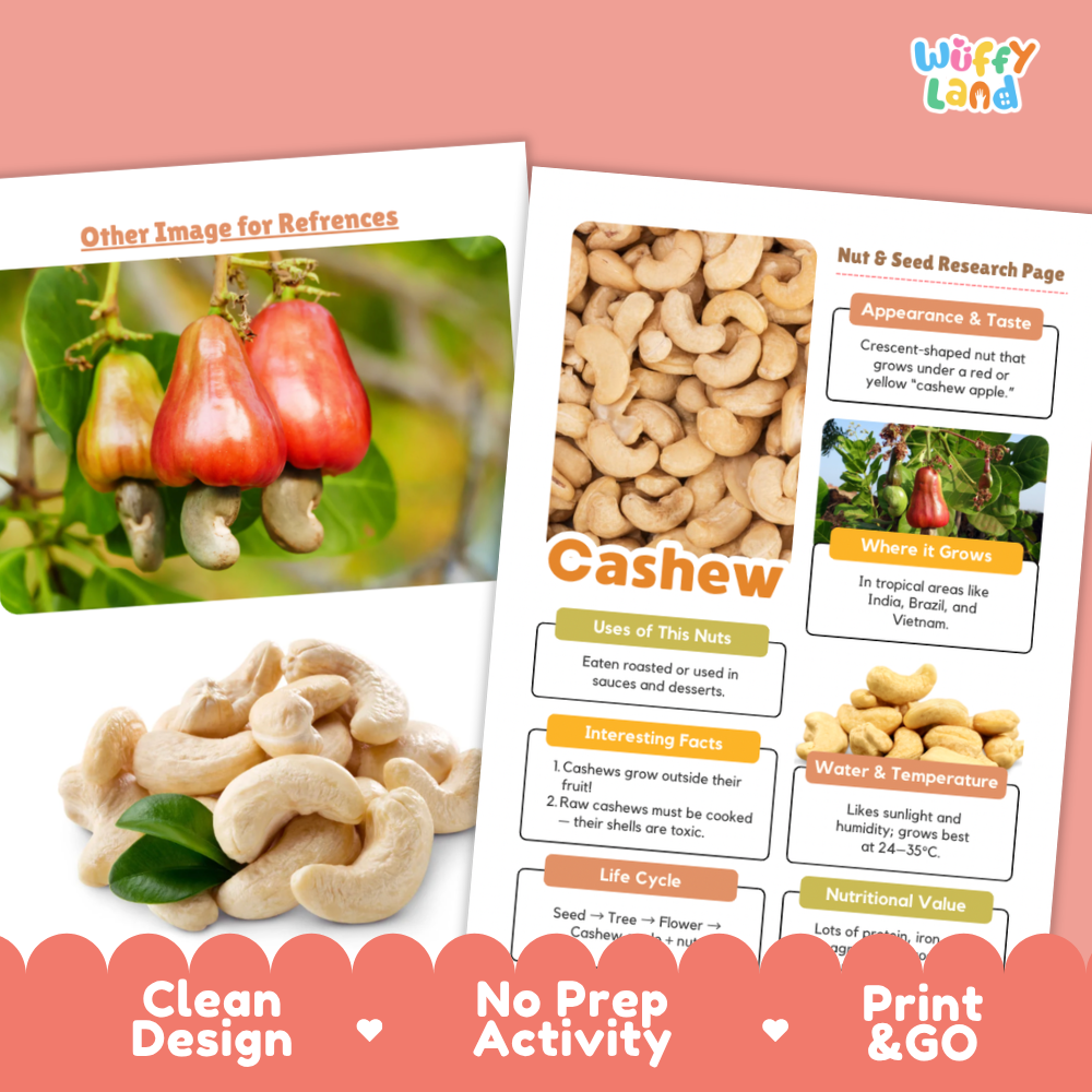 Two printed educational poster pages about cashews on a pink background, with a scalloped pink banner at the bottom reading 'Clean Design', 'No Prep Activity', and 'Print & GO'. The right page includes a 'Nut & Seed Research Page' layout with labeled sections on appearance, taste, where it grows, uses, interesting facts, water/temperature, and life cycle.