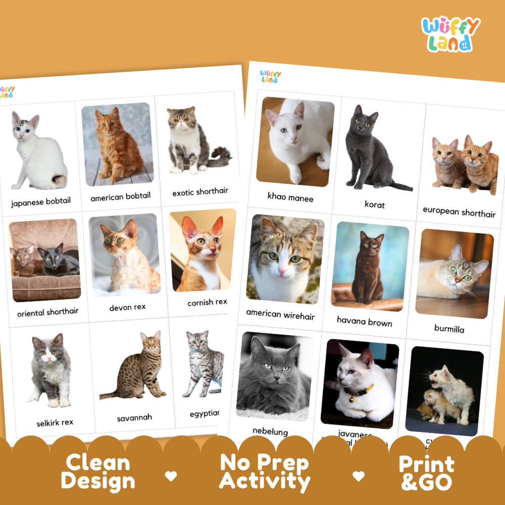 Two printed activity sheets from Wiffy Land featuring photos of different cat breeds with their names written below, shown on an orange background with promotional text at the bottom.