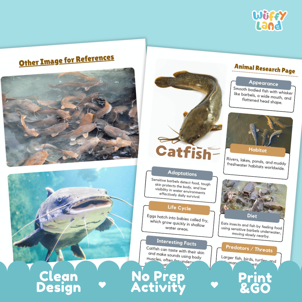 Catfish Animal Research Page and Worksheets