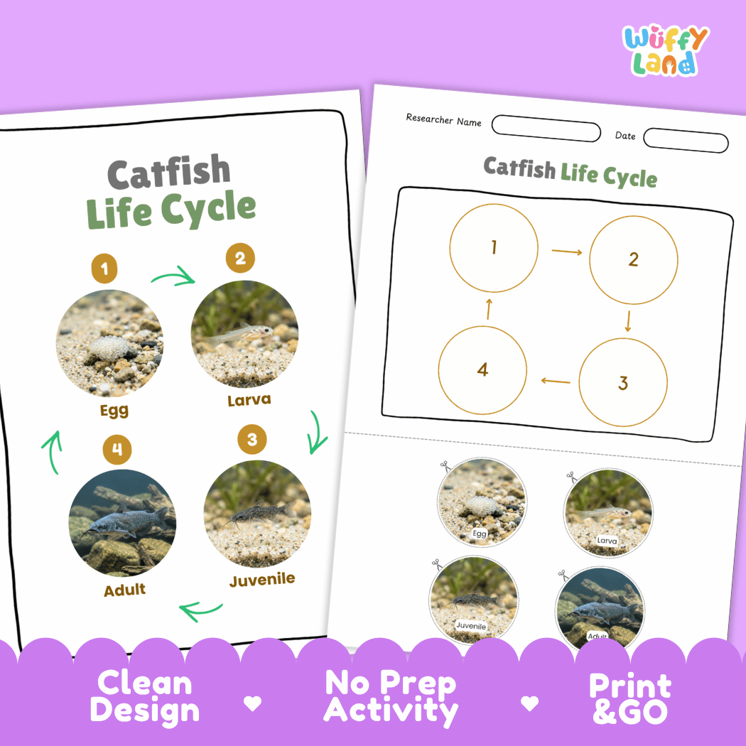 Catfish Life Cycle Poster and Cut and Paste Worksheet Activity