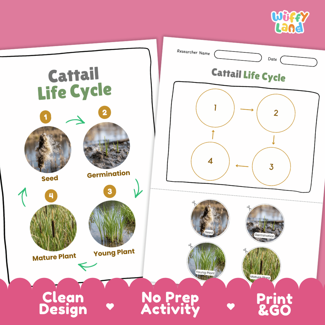 Cattail Life Cycle Poster and Cut and Paste Activity Worksheets