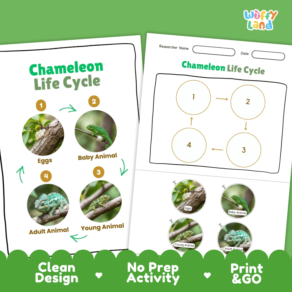 Chameleon Lifecycle Poster and Cut and Paste Activity Worksheets | Reptile Science Printables