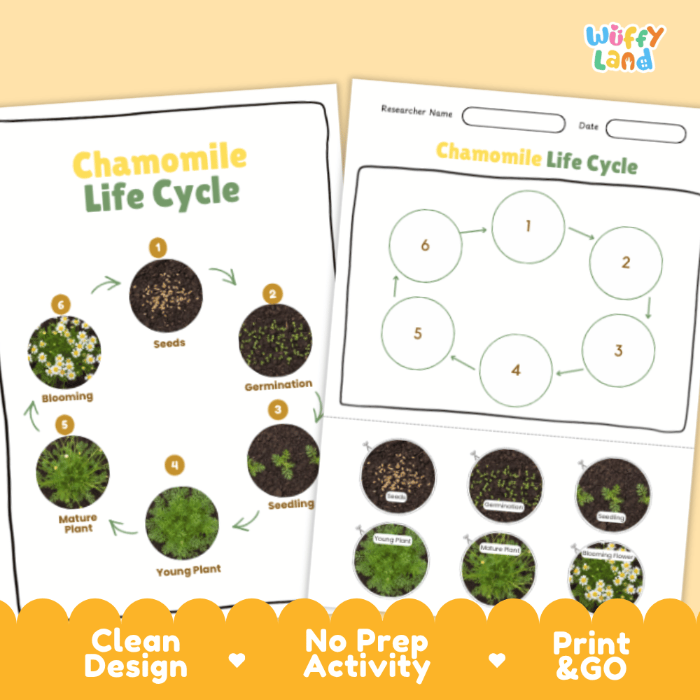 Chamomile Lifecycle Poster and Cut and Paste Activity Worksheets | Plant Science Printables