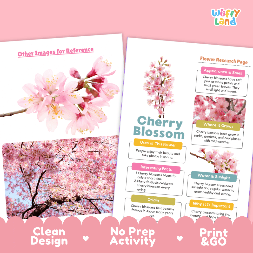 Cherry Blossom Plant Research Page Worksheets and Graphic Organizers