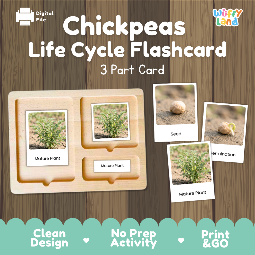 Montessori three-part cards featuring real photographs of chickpea plant growth stages including mature plant, young plant, and germination 🗂️🏷️