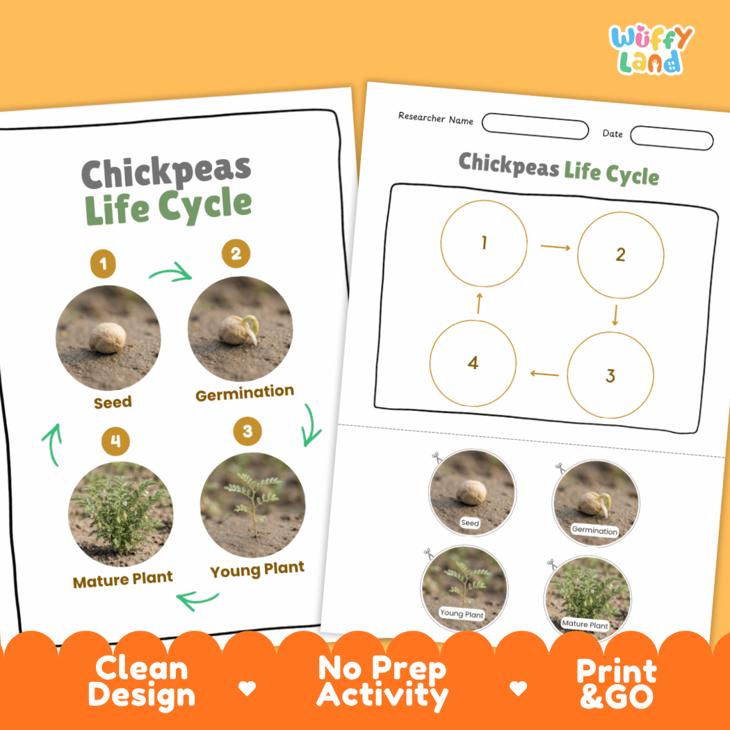 Chickpeas Life Cycle Poster and Cut and Paste Activity Worksheets