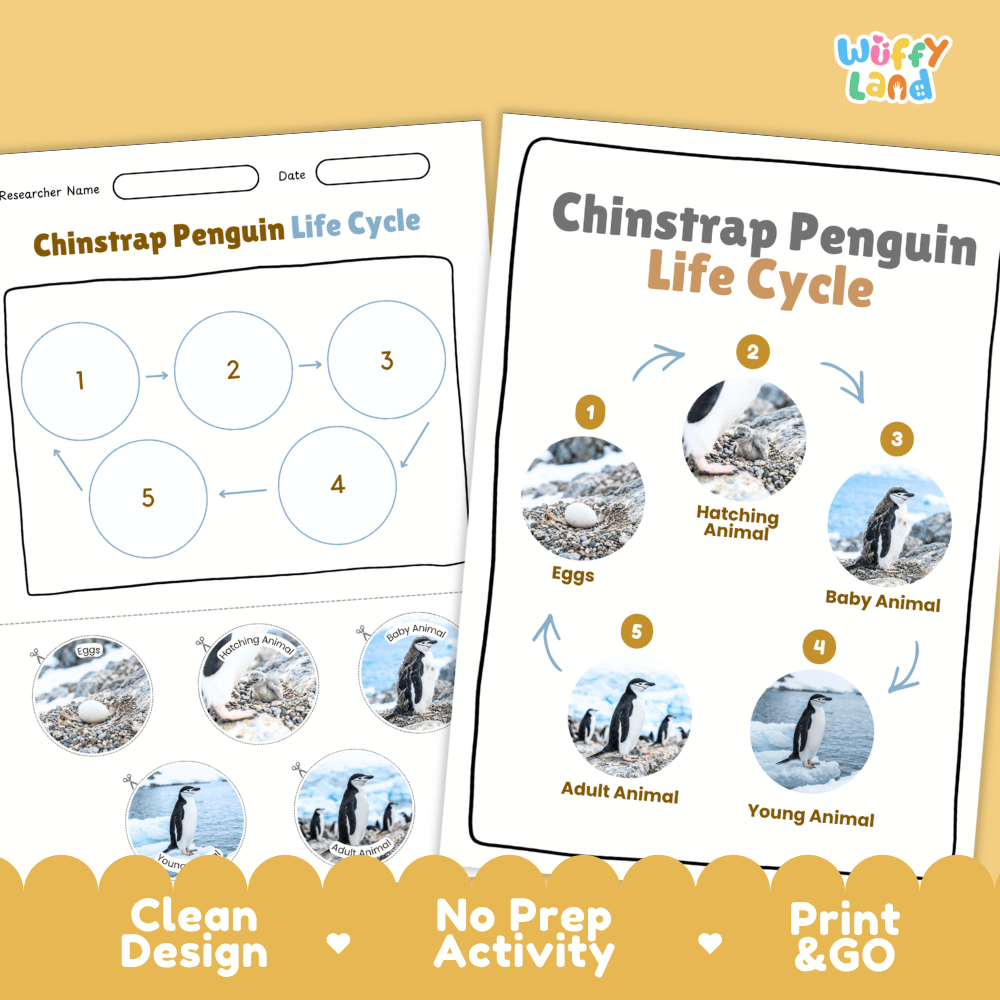 Chinstrap Penguin Life Cycle Poster and Cut and Paste Worksheet Activity