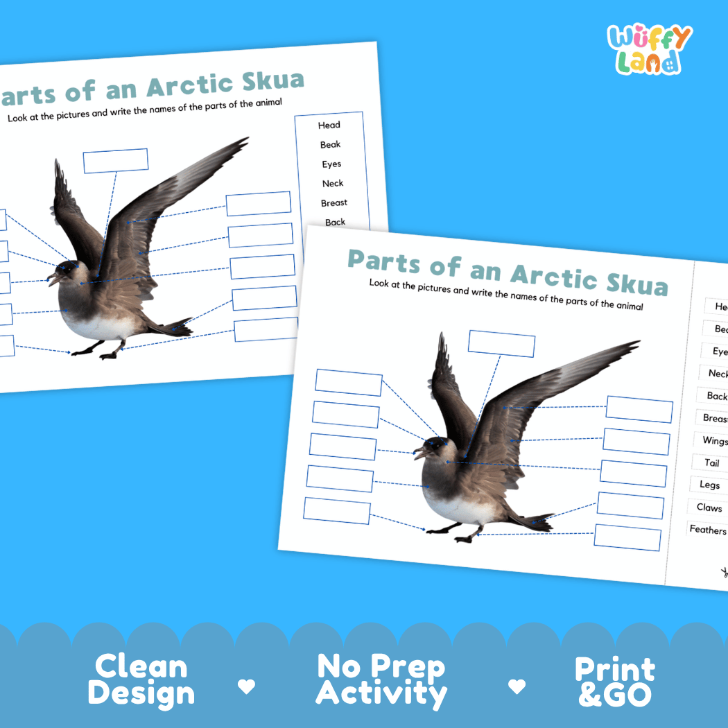 Printable Arctic skua science activity worksheets highlighting clean design, no prep activity, and print and go badges