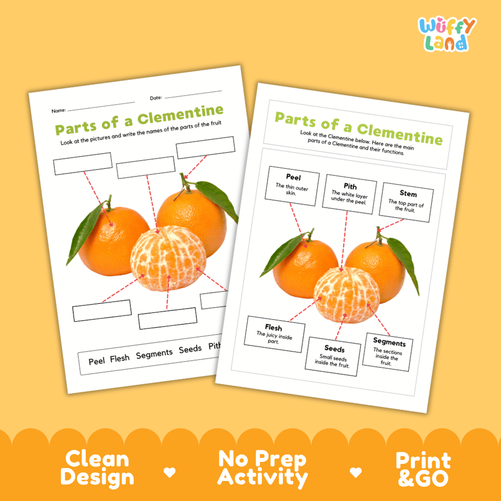 Printable clementine science activity worksheets highlighting clean design, no prep activity, and print and go badges