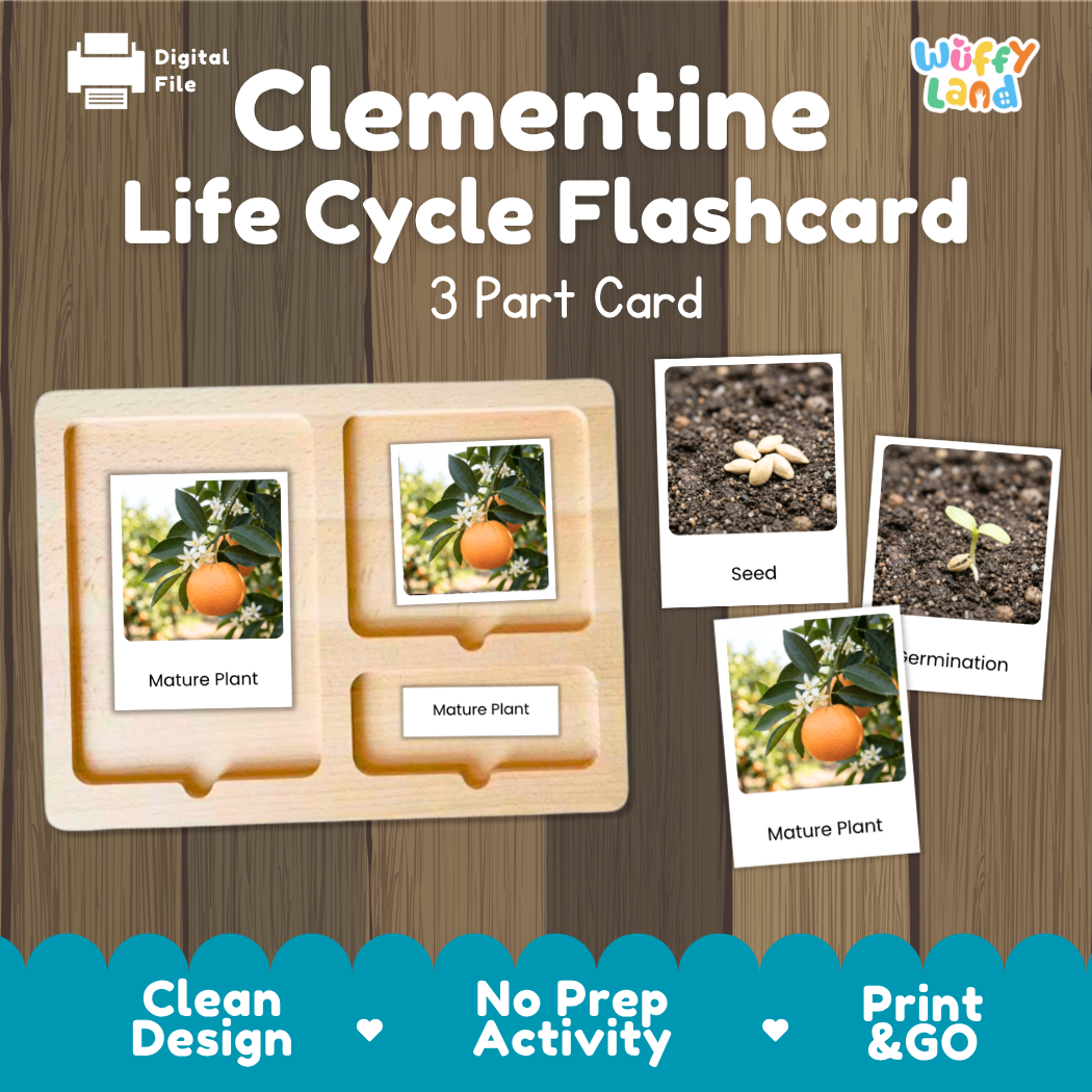 Montessori three-part cards featuring real photographs of clementine tree growth stages including mature plant, young plant, and germination 🗂️🏷️