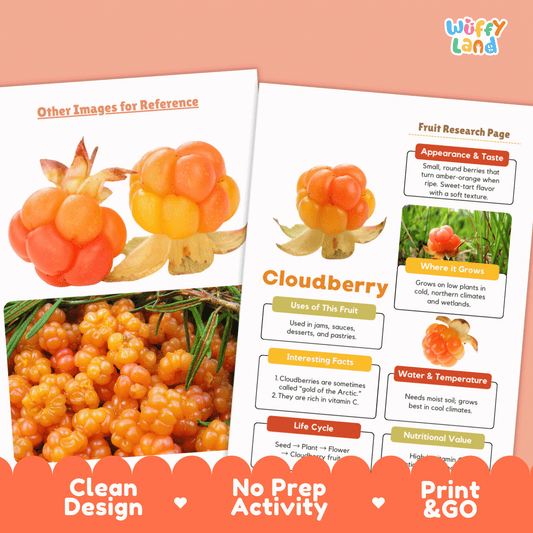 Cloudberry Fruit Research Page Worksheet Activity Science Arctic Healthy Eating