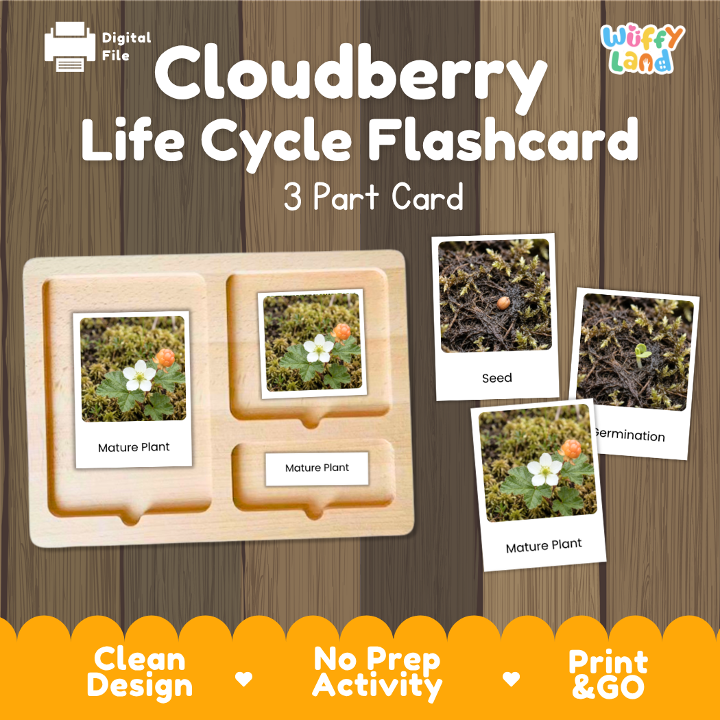 Montessori three-part cards featuring real photographs of cloudberry plant growth stages including mature plant, young plant, and germination 🗂️🏷️