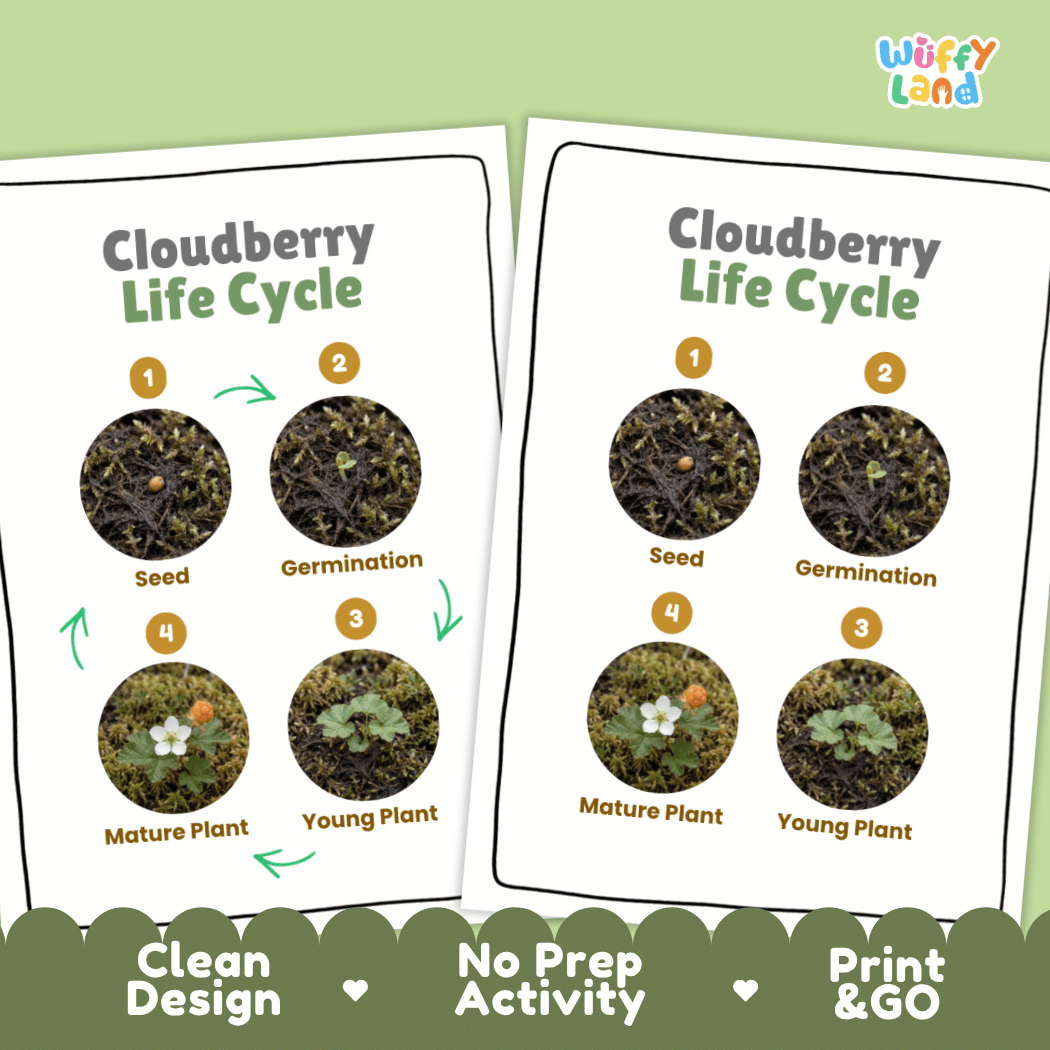 Cloudberry Life Cycle Poster and Cut and Paste Worksheet Activity